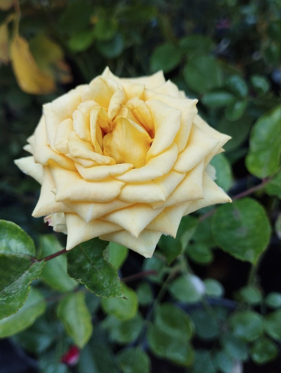 Розы в питомнике Краснолесье