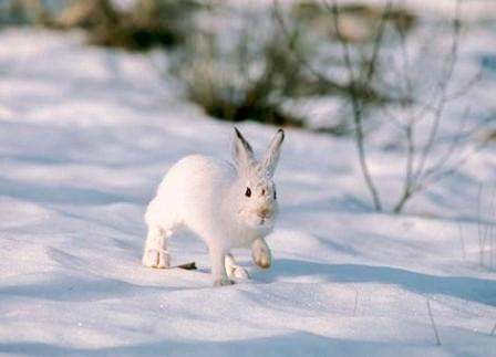 Иллюстрация из Интернета