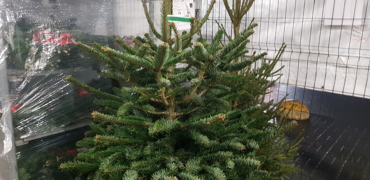    Ирина Меркова