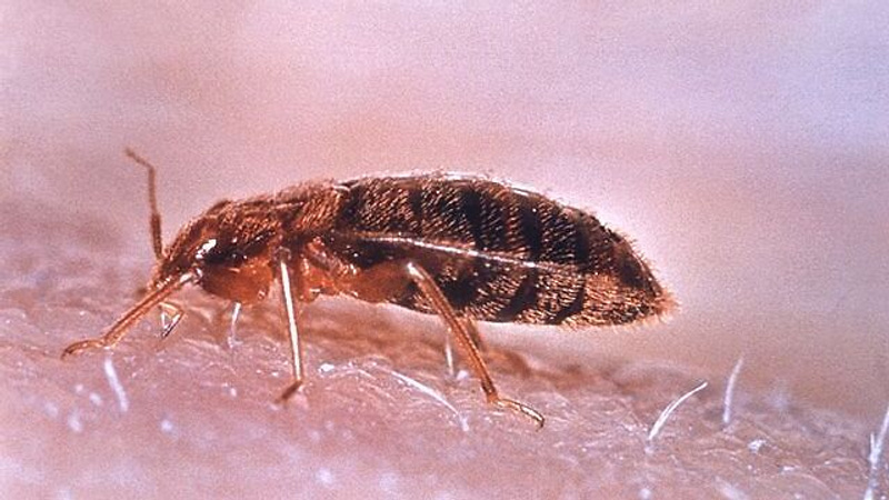     CDC/Wikimedia Commons