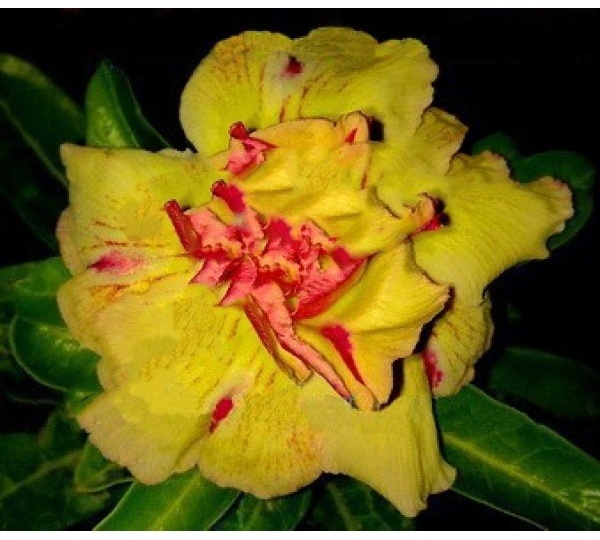 Желтоцветковые сорта адениума. Топ самых интересных.