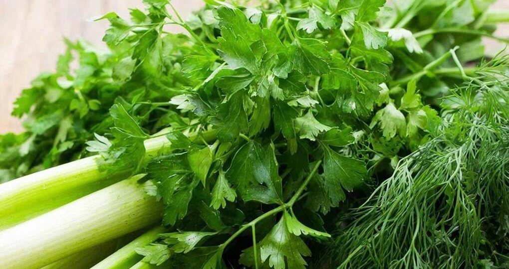 Петрушка – королева, а сельдерей – принц по пользе для организма среди зелени, считают ростовские специалисты