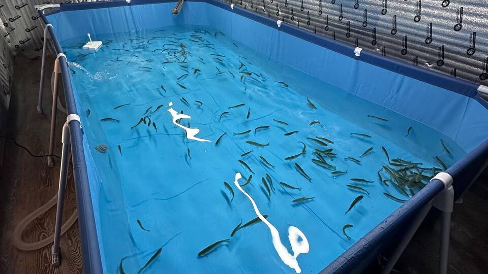 Слабосолёная форель своими руками: история о том, как мы сами её вырастили