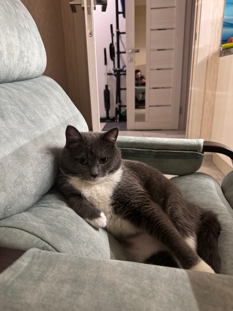 Именно этот кот является прототипом кота Эла