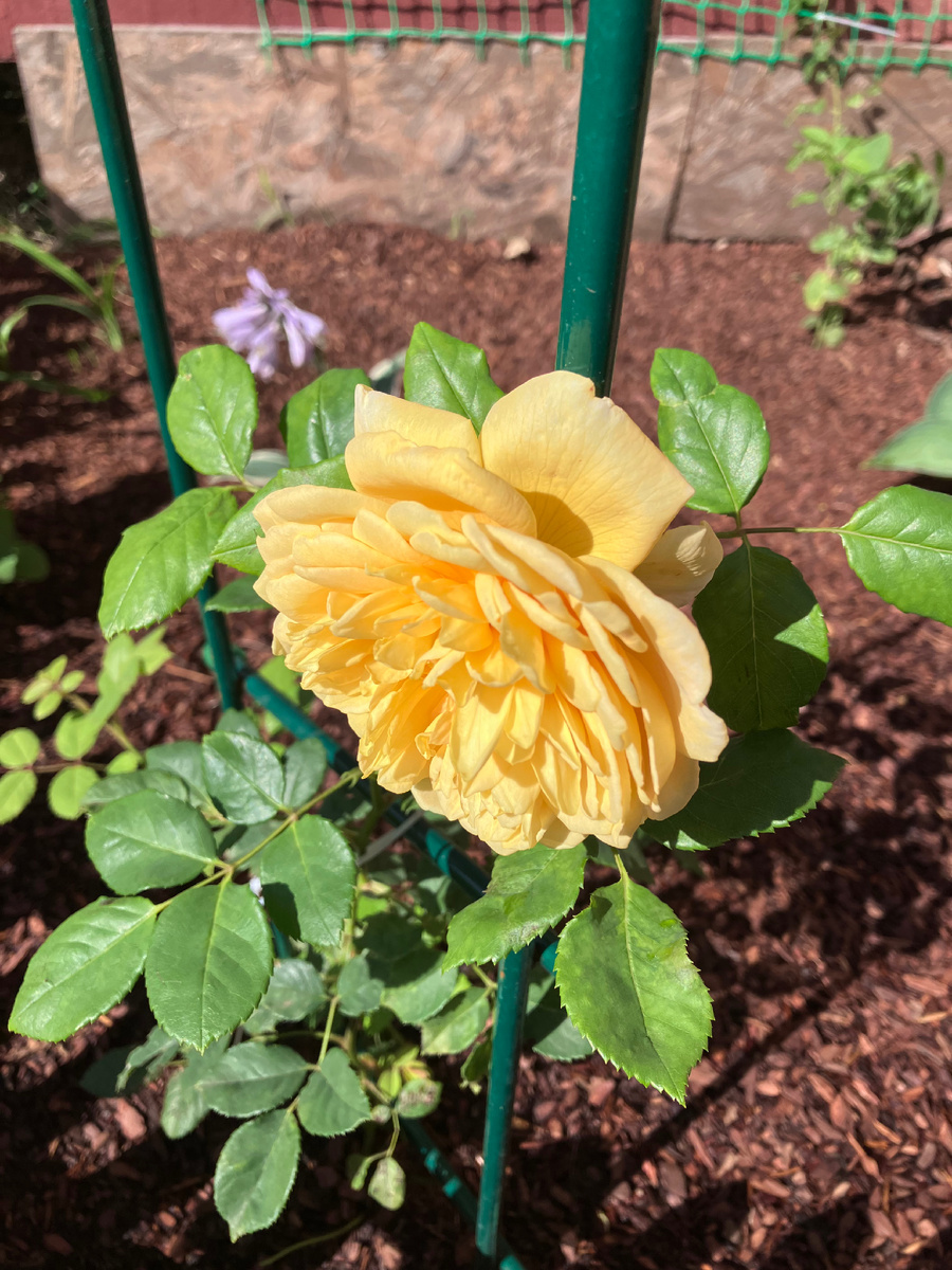 Голден Серебрейшн. Фото автора