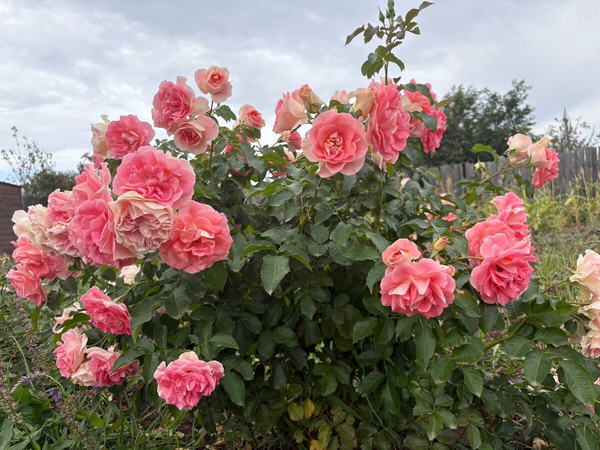 Розовый куст. Джен Сет. Фото автора