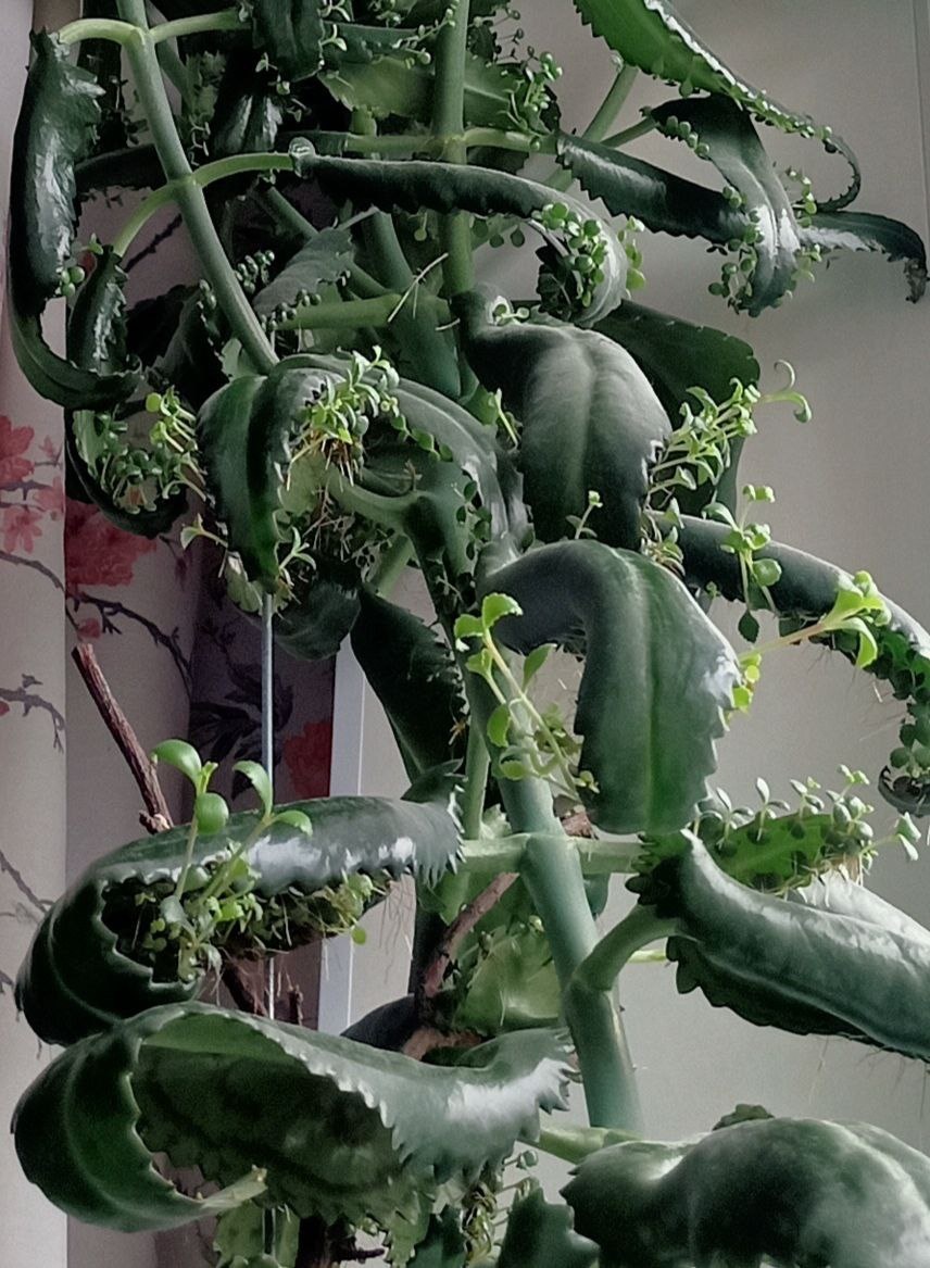 Каланхоэ дегремон / здесь и далее - фото автора