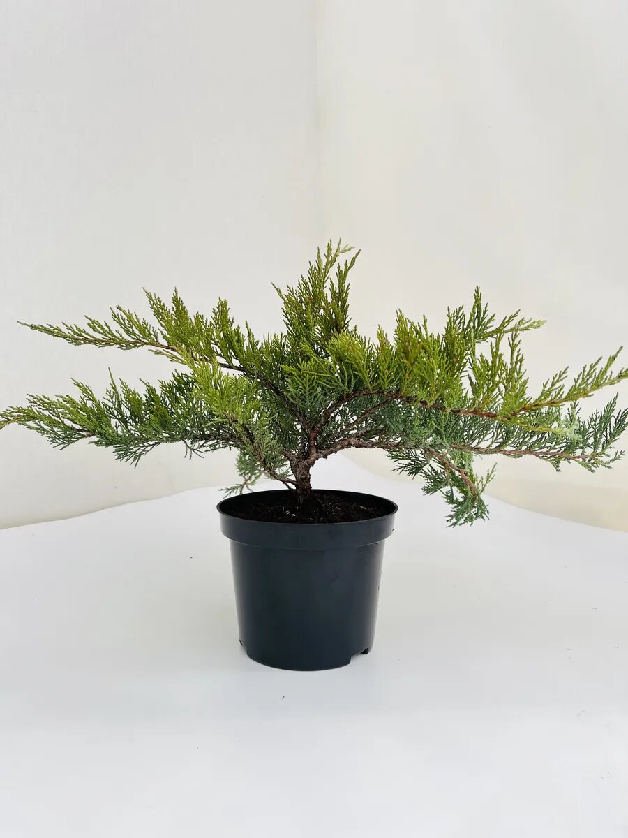 Можжевельник казацкий (Juniperus sabina) (саженец)