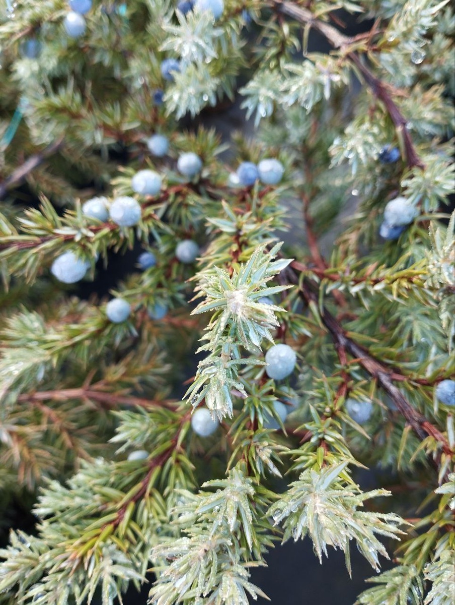 Можжевельник обыкновенный (Juniperus communis)