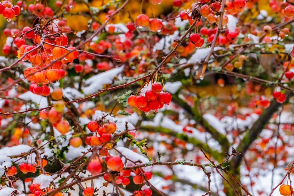   Яблочки мелкоплодных яблонь крепко держатся на ветках, украшая сад иногда до глубокой зимы