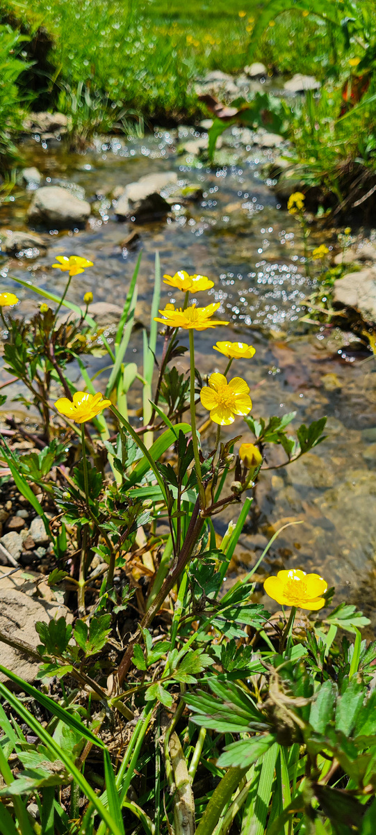 Горный ручей