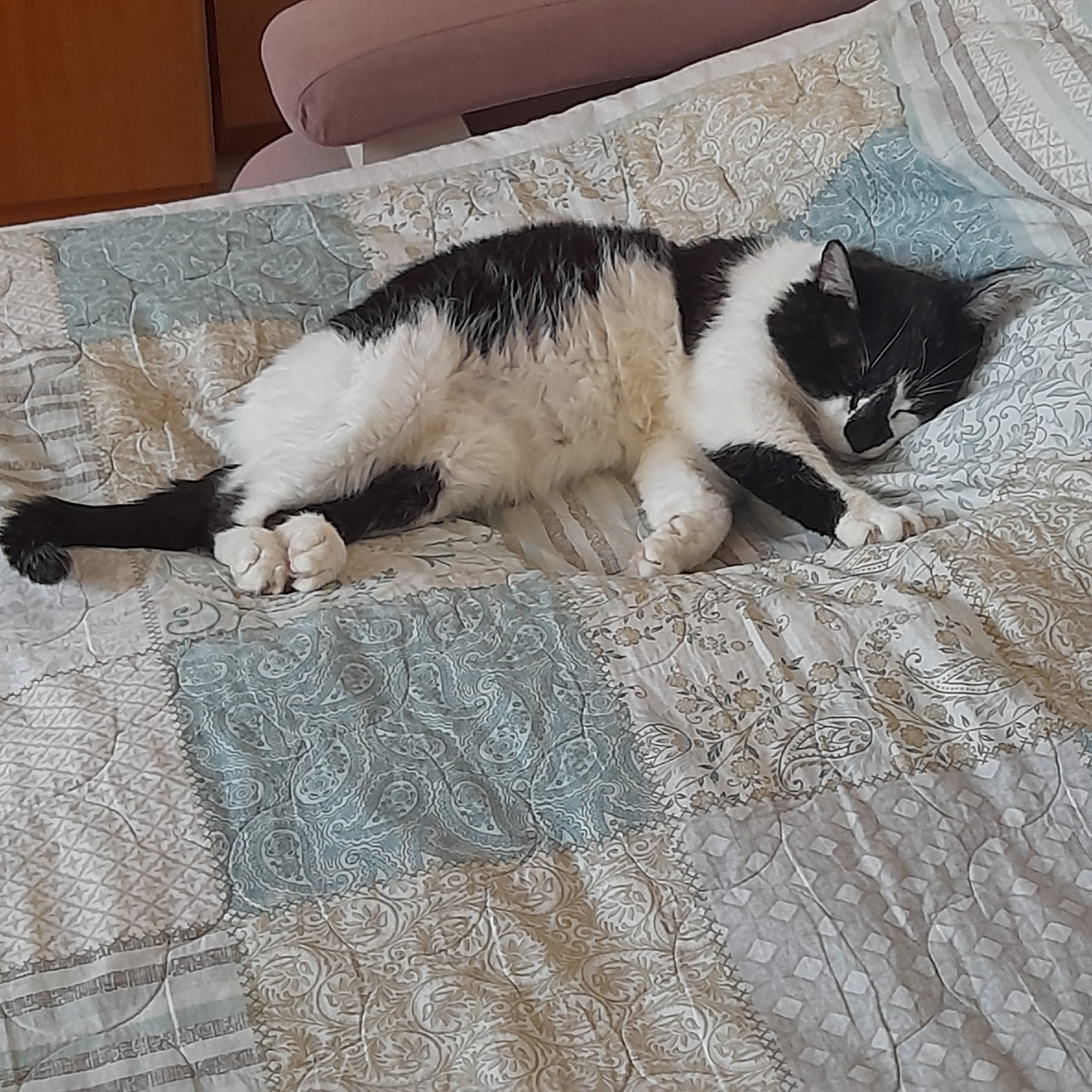 Фото автора.  Митька лежебока