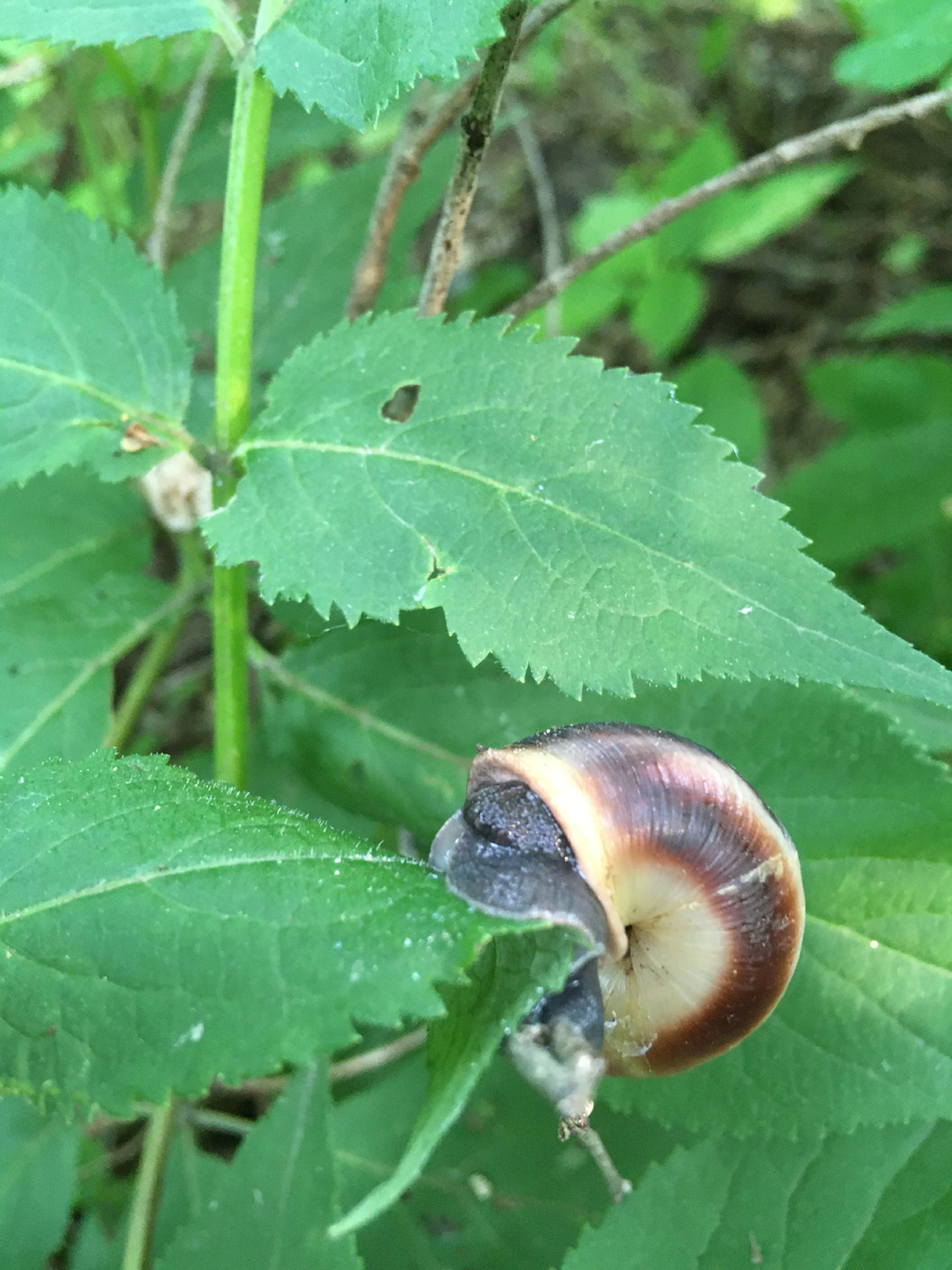 Виноградная улитка. Показатель относительно хорошей экологии