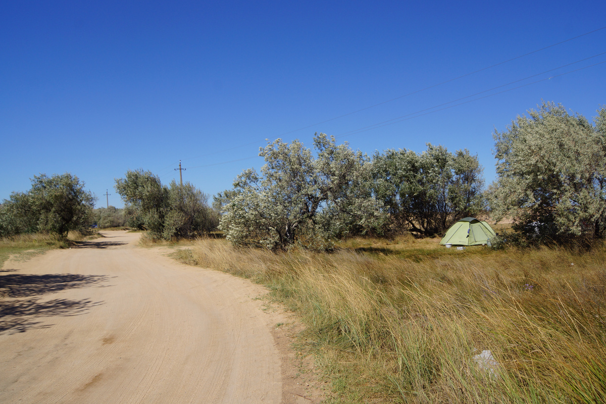 Берег Азовского моря заросли лоха узколистого