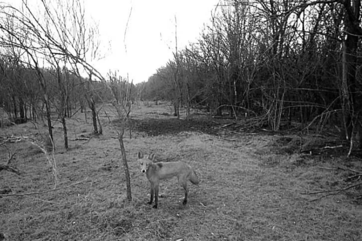    На Ставрополье лисы чаще выходят к людям и попадают под колёса автомобилей