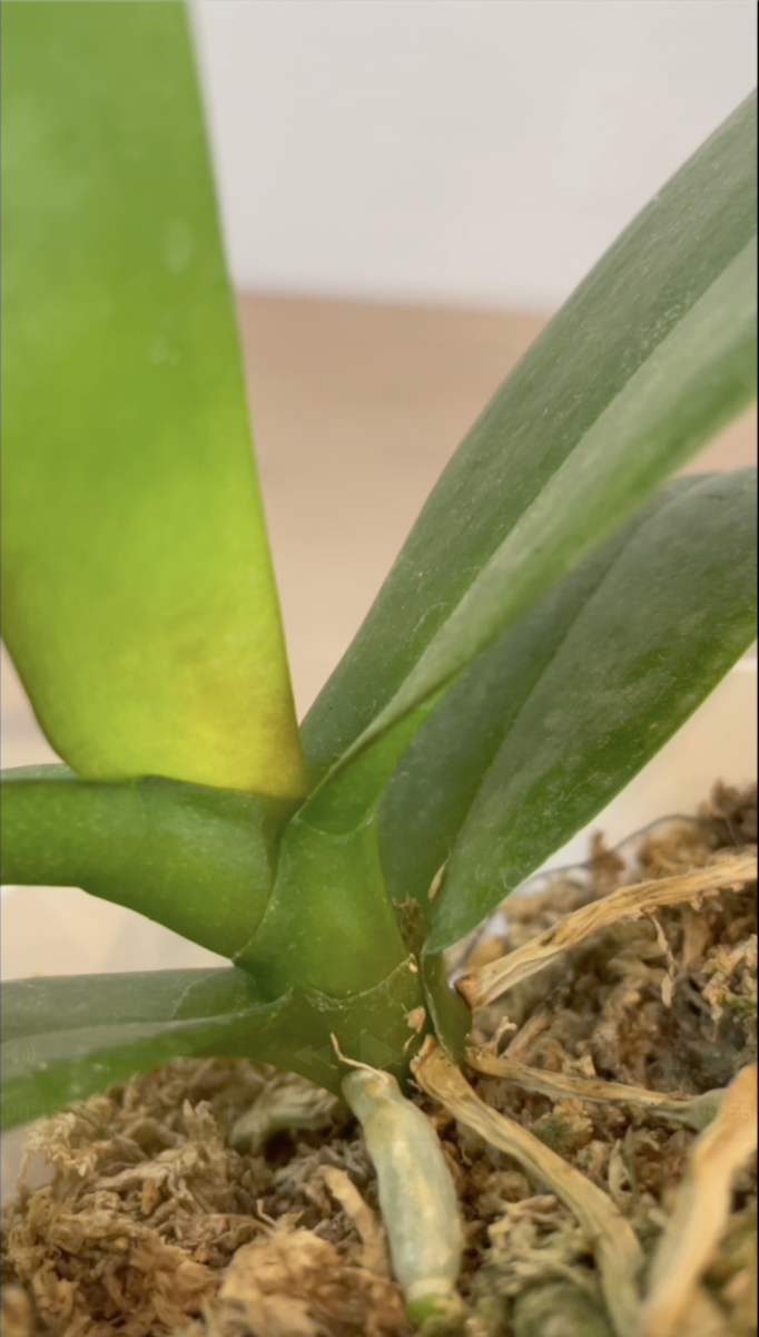 Начало болезни азиатской орхидеи фаленопсис Леко Фантастик. Орхидеи С Еленой Кузнецовой
