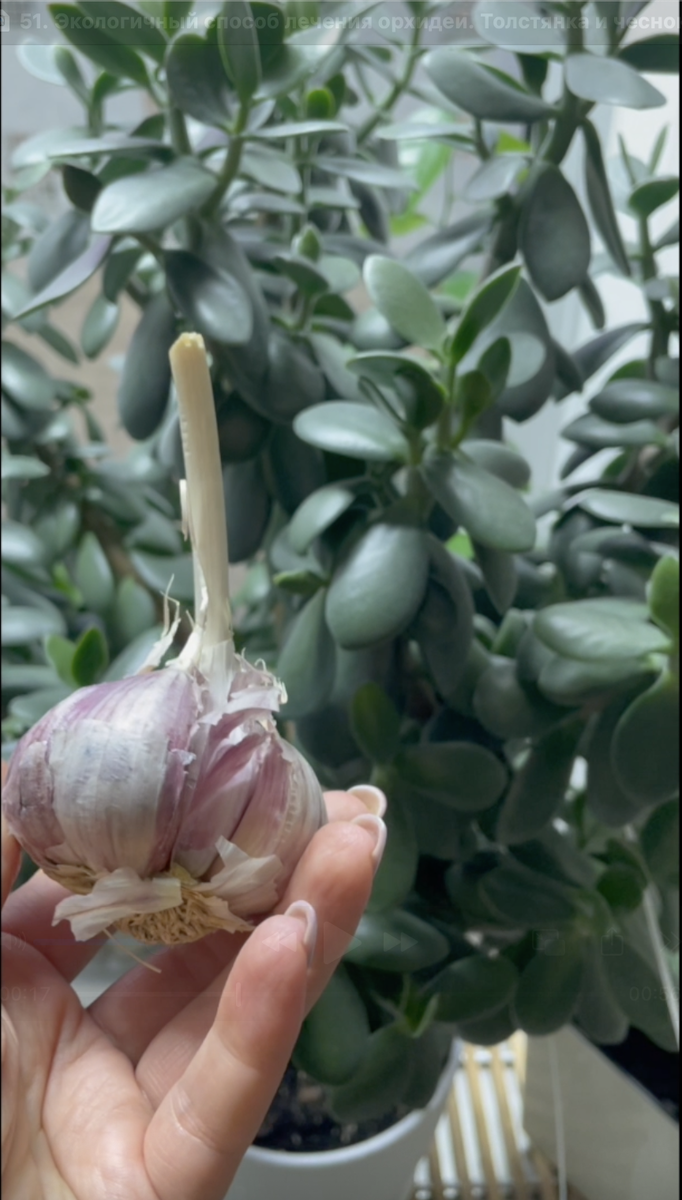 Помогут ли толстянка и чеснок в лечении орхидеи?! Орхидеи С Еленой Кузнецовой