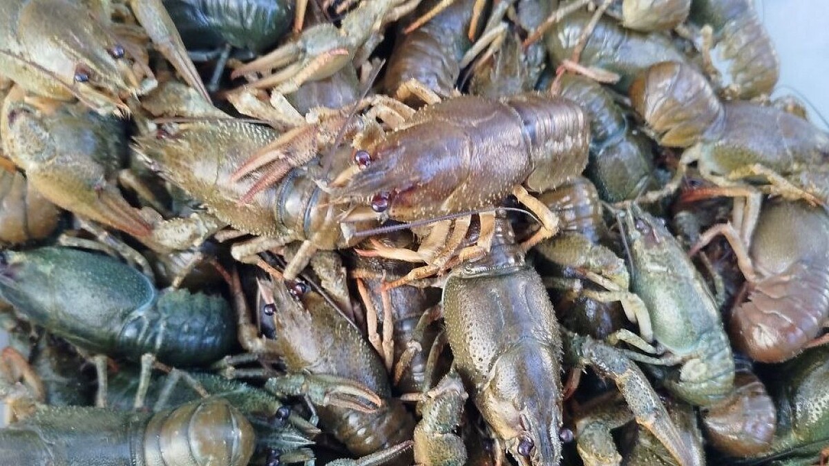    Фото: телеканал «Краснодар»