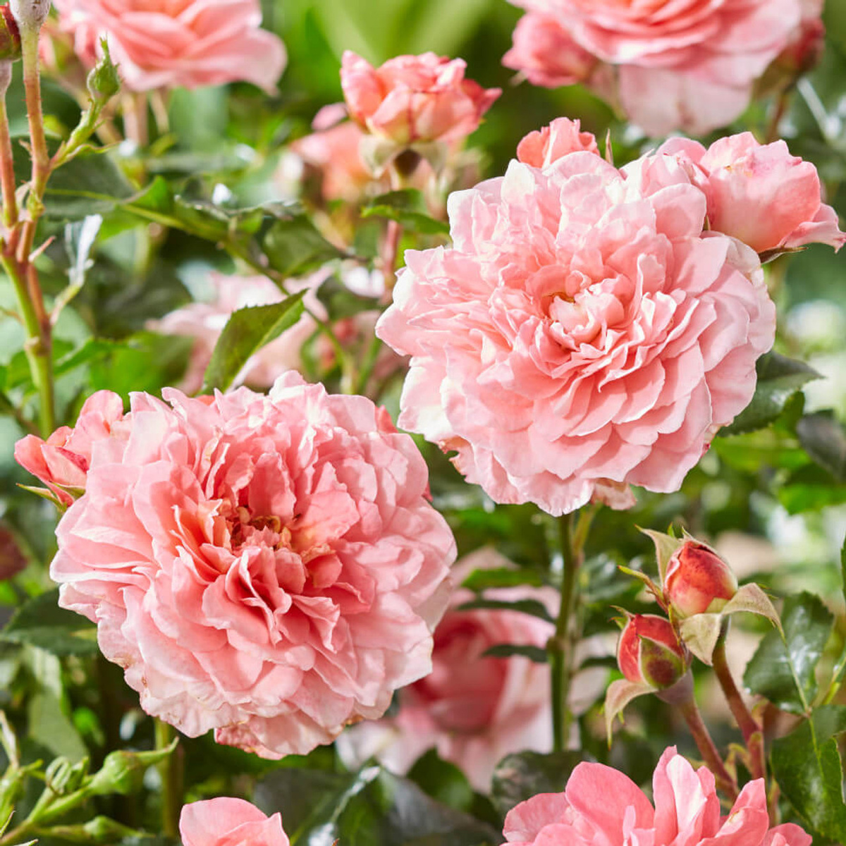 Фото: кулинарная роза Спайси