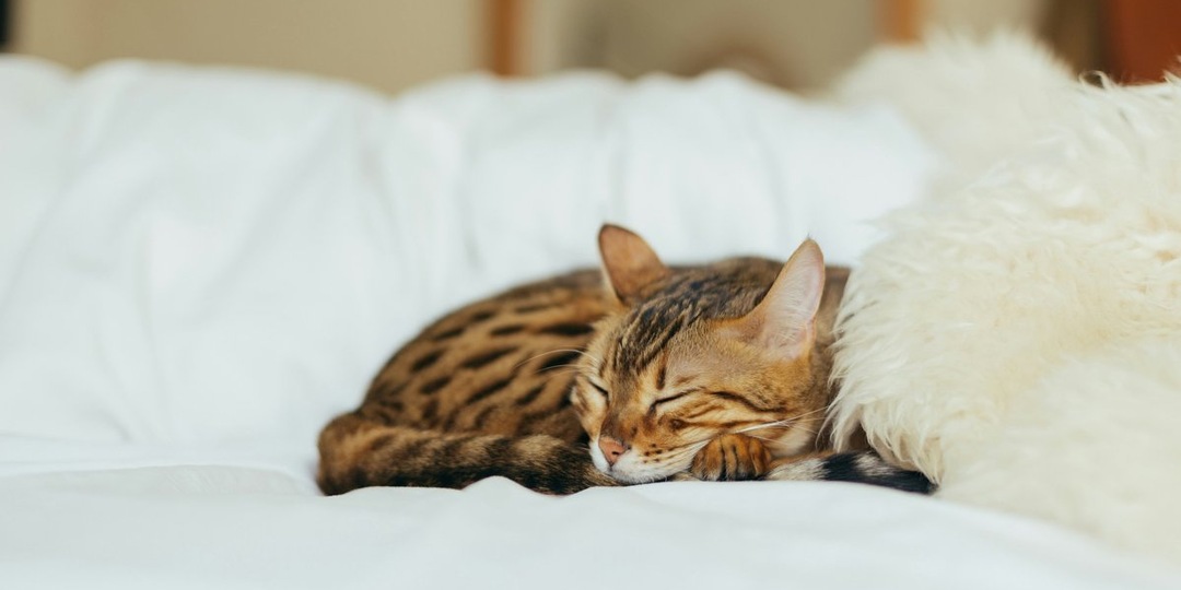 Кот в доме — хозяин в голове: как питомец меняет вашу жизнь