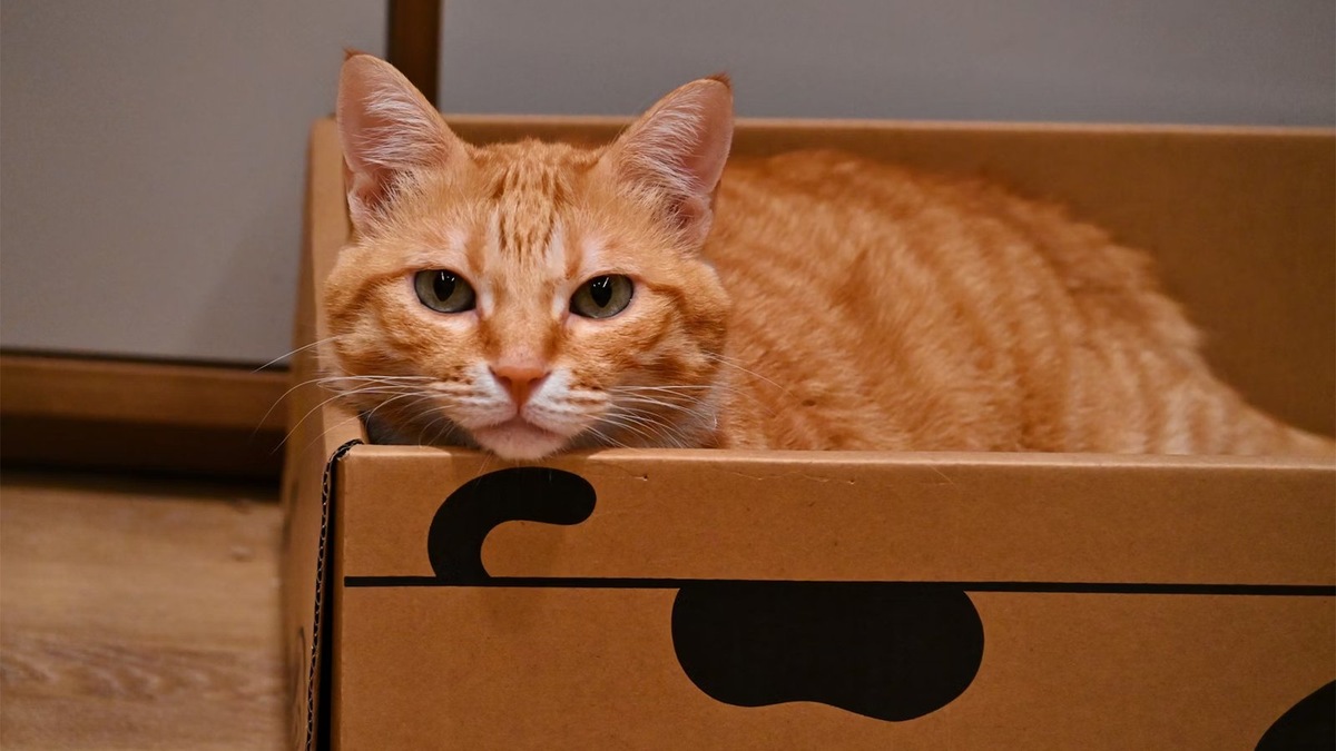    Кошки приходят в дом только со своими собственными правилами