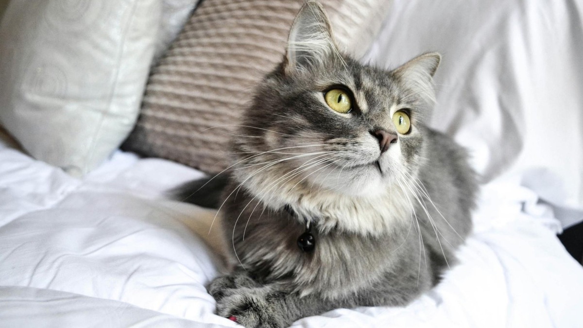    Кошка, особенно линяющая, без труда покроет все ваше жилище своей шерстью