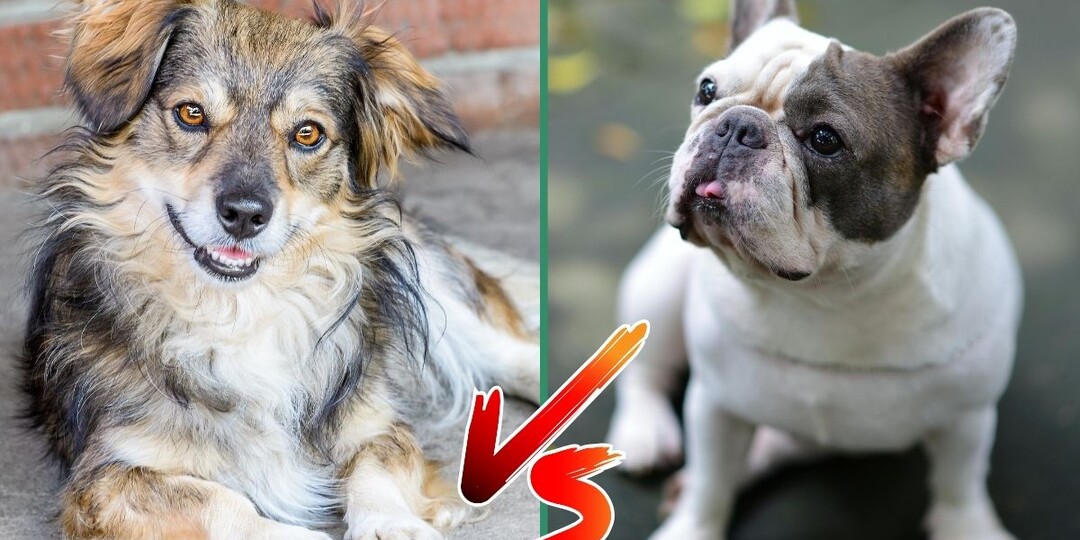 Миф о том, что дворняги умнее породистых собак: почему мы верим в сказки?