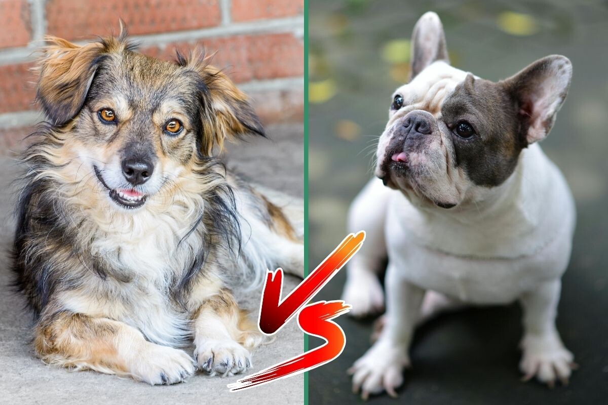 Дворняга или породистая собака 