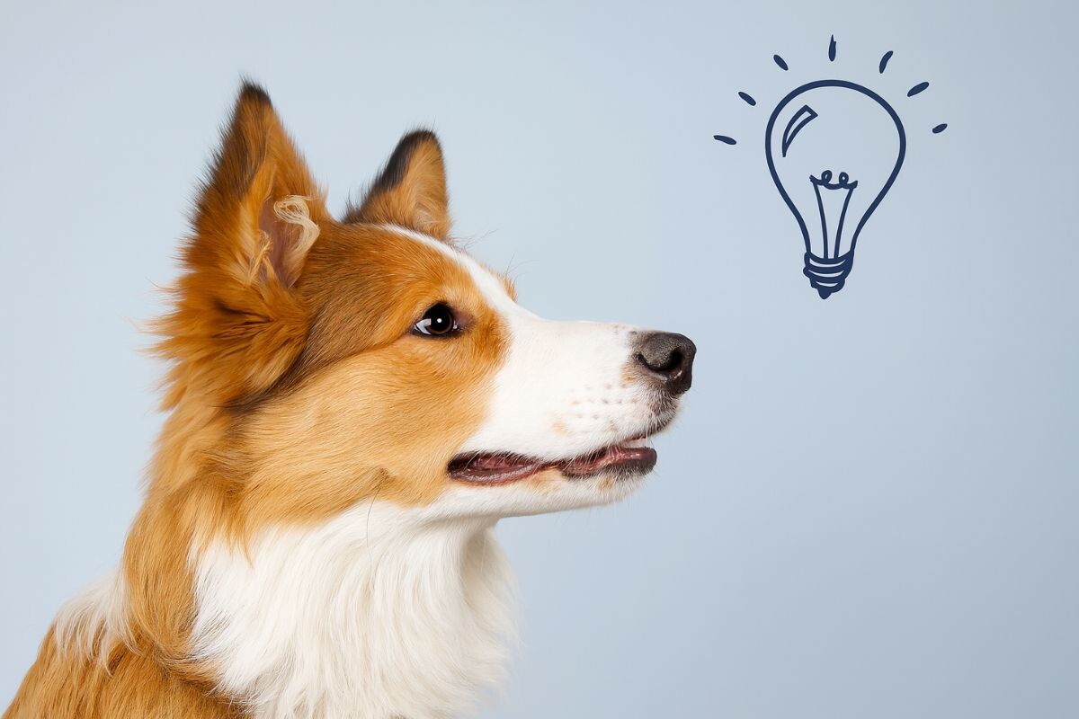 Интеллект собаки 