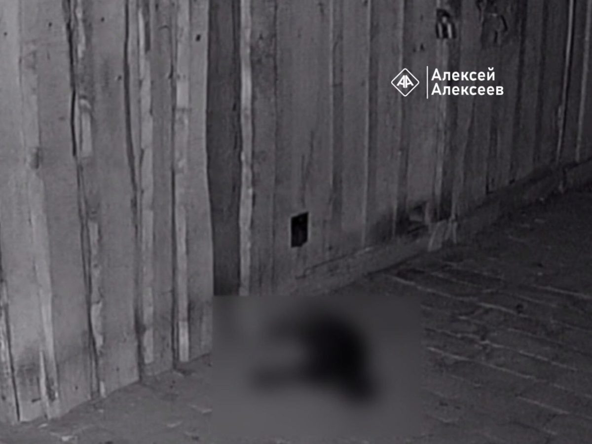    По словам Алексея, котики умирали долго и мучительно