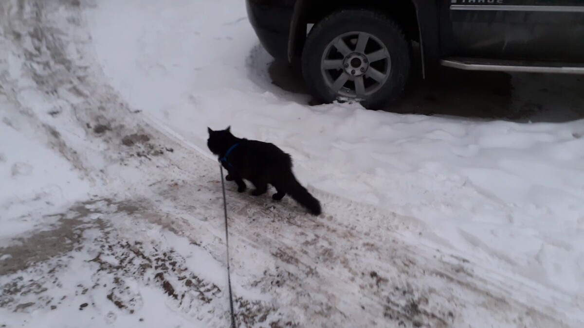 пошел гулять.