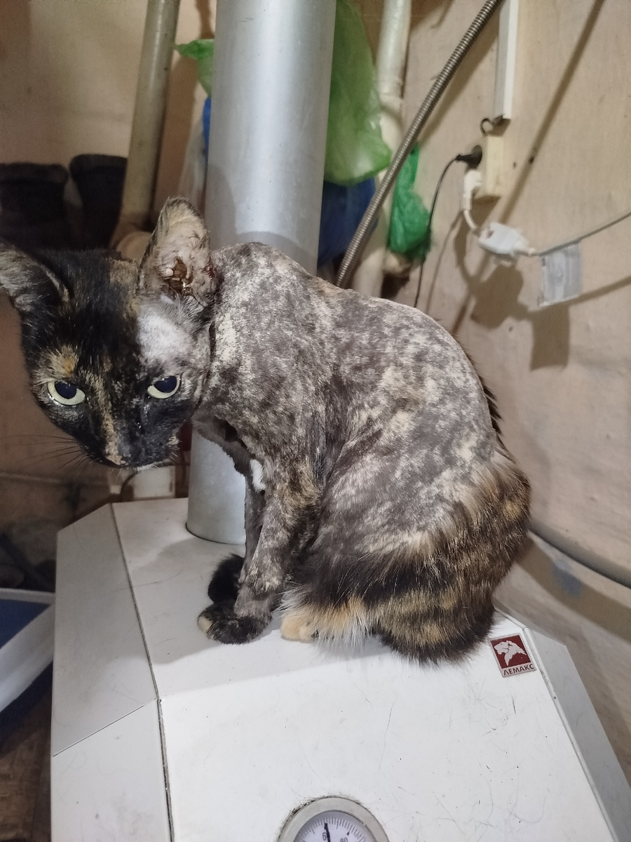 Дура моя, местами бритая...