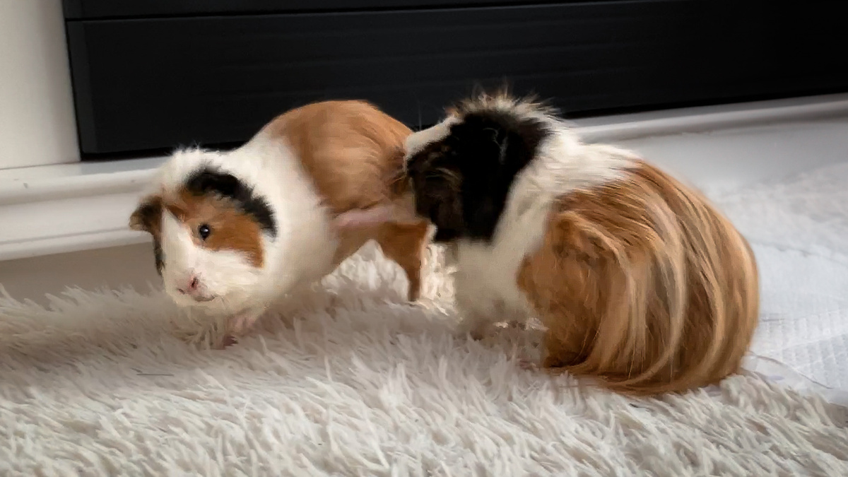 Батон умеет лягаться, а Зюзик так не делает