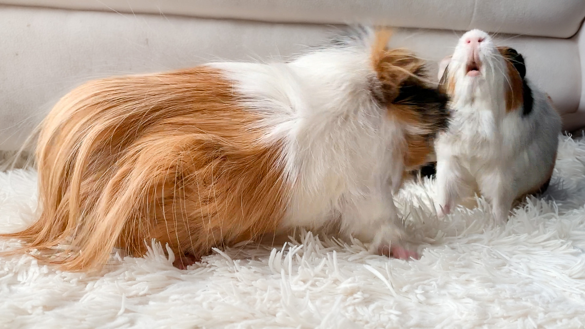 Батон всегда так забавно поднимает голову