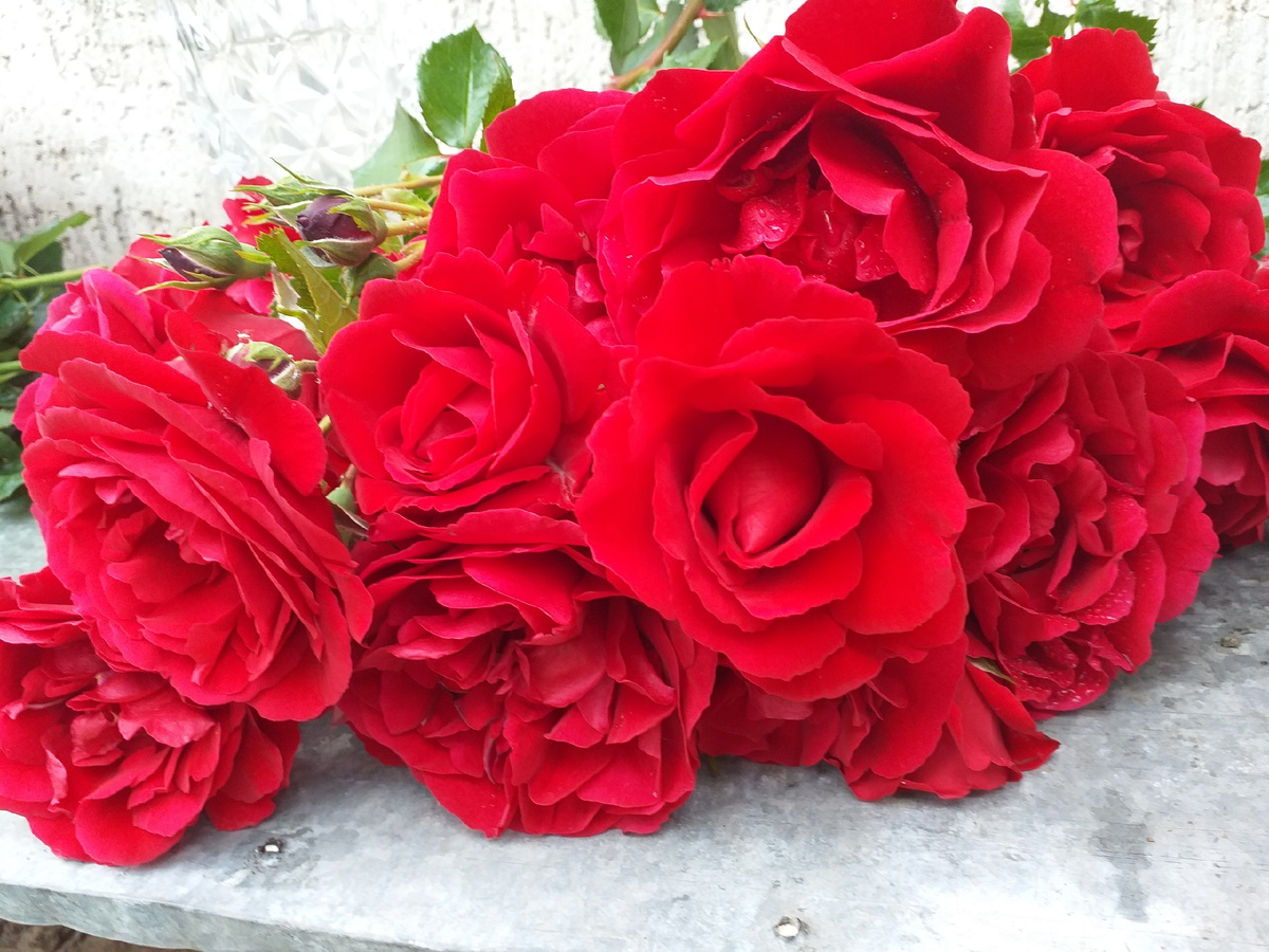 Симпати, роза плетистая