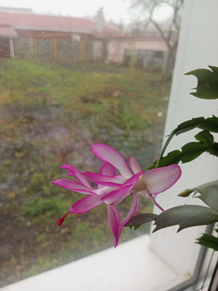 Первый расцвел