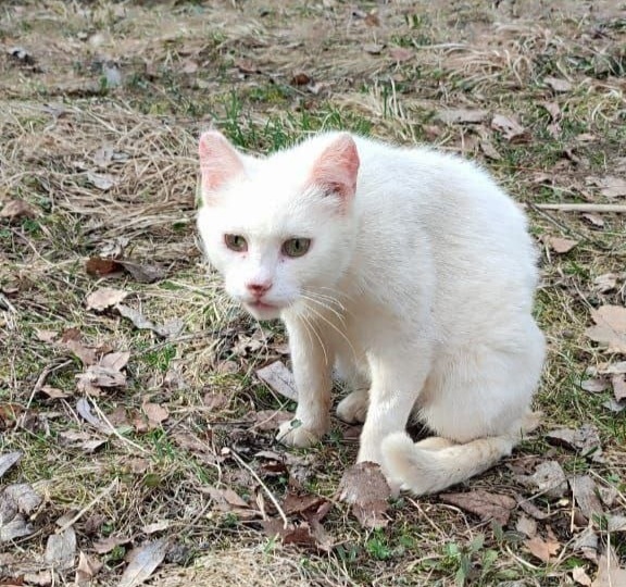 Она выживала в заброшенном санатории без зубов и надежды. Белоснежка, которая хочет спокойной жизни