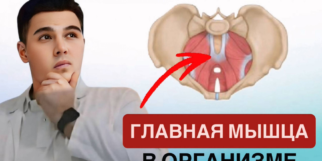 Запоры, усталость, тревога - а виновата одна маленькая мышца. Проверьте себя