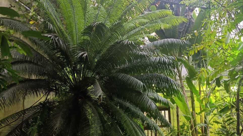 Ботанический сад Петра Великого. Тропический оазис в пасмурном Петербурге.