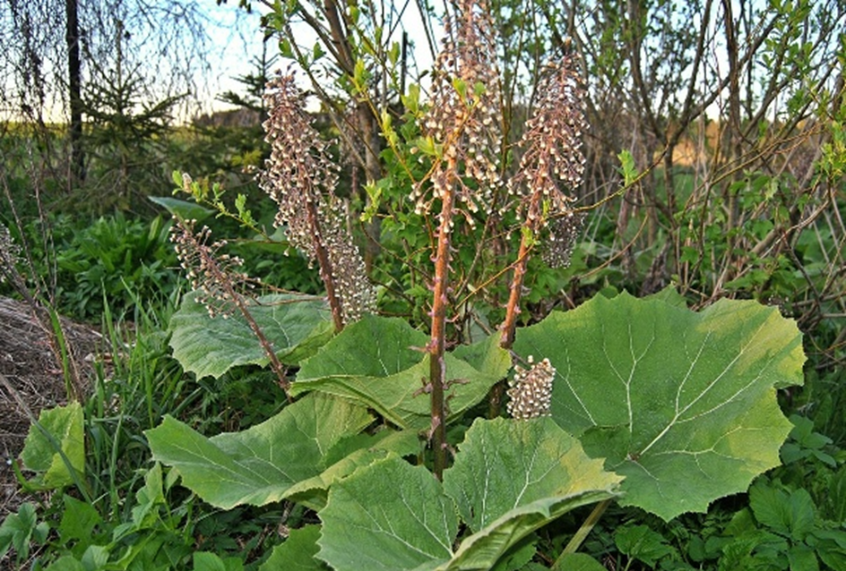 Белокопытник гибридный (Petasites hybridus (L.) Gaertn., Mey. et Scherb)