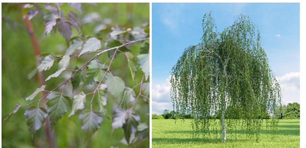 Береза повислая (Betula pendula Roth, Betula verrucosa Ehrh). 