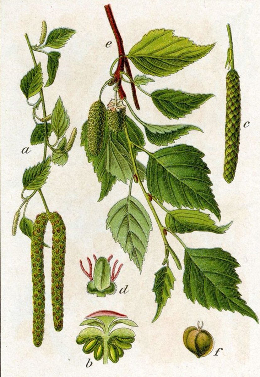 Береза повислая (Betula pendula Roth, Betula verrucosa Ehrh)