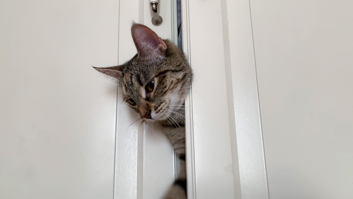 Лана хулиганка