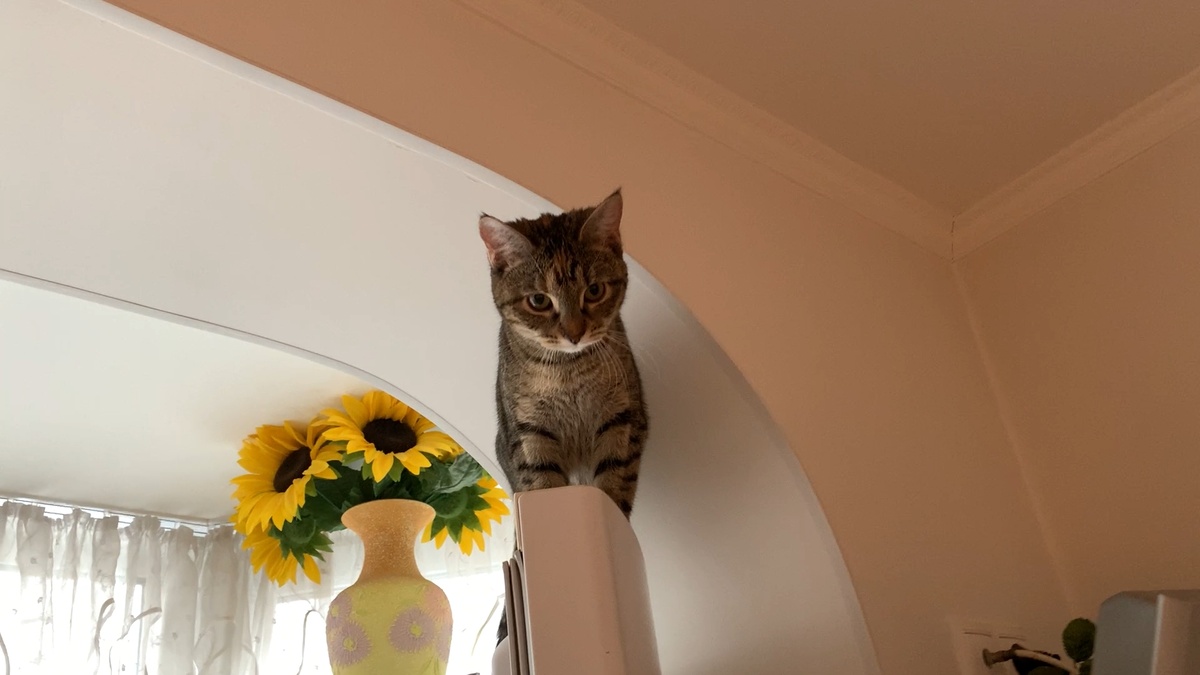 Любит кататься на дверце холодильника