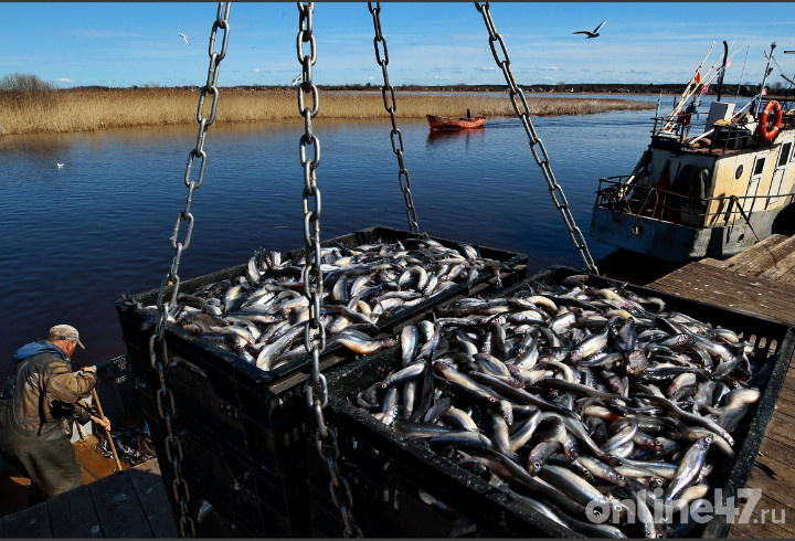 фото: Валентин Илюшин/Online47