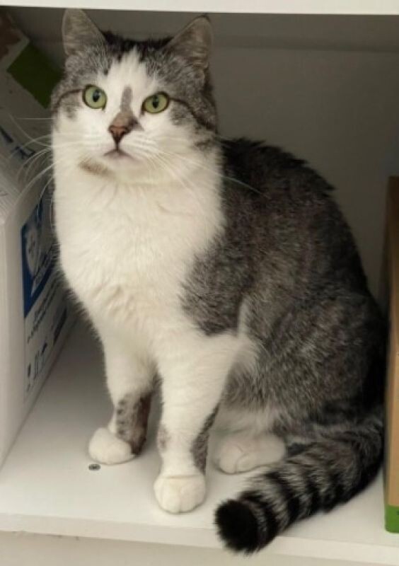    Фото: Котокафе Мяурум