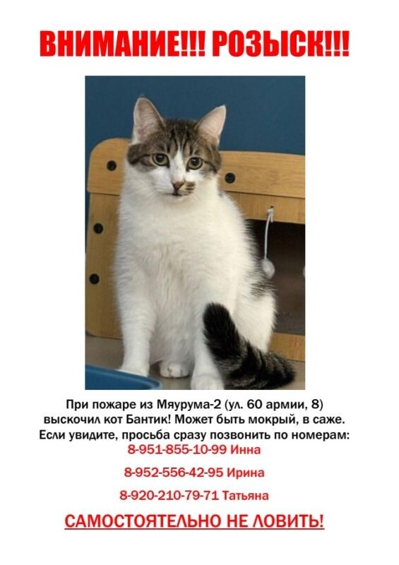     Котокафе Мяурум