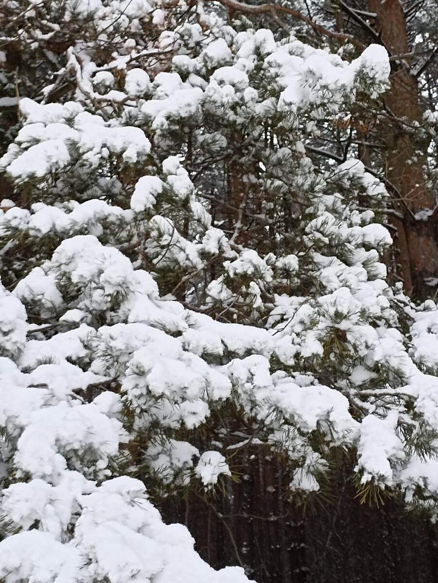 7 декабря. Фотографии автора статьи.