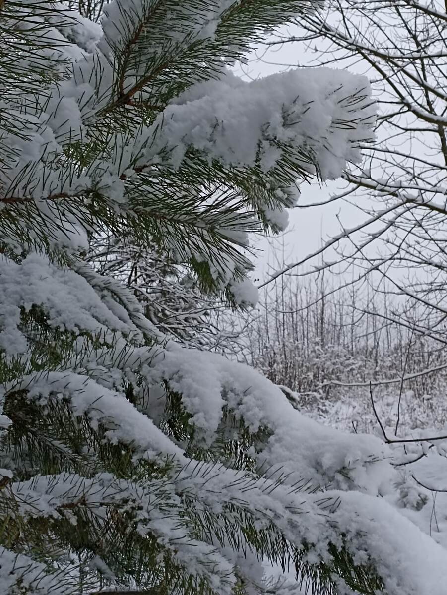 7 декабря. Фотографии автора статьи.