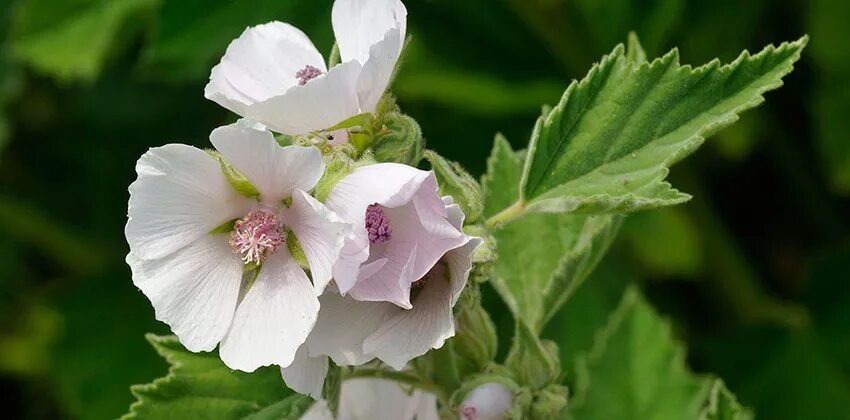 Алтей лекарственный (Althaea officinalis L.)